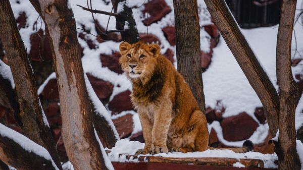 Лев в московском зоопарке после сильного снегопада