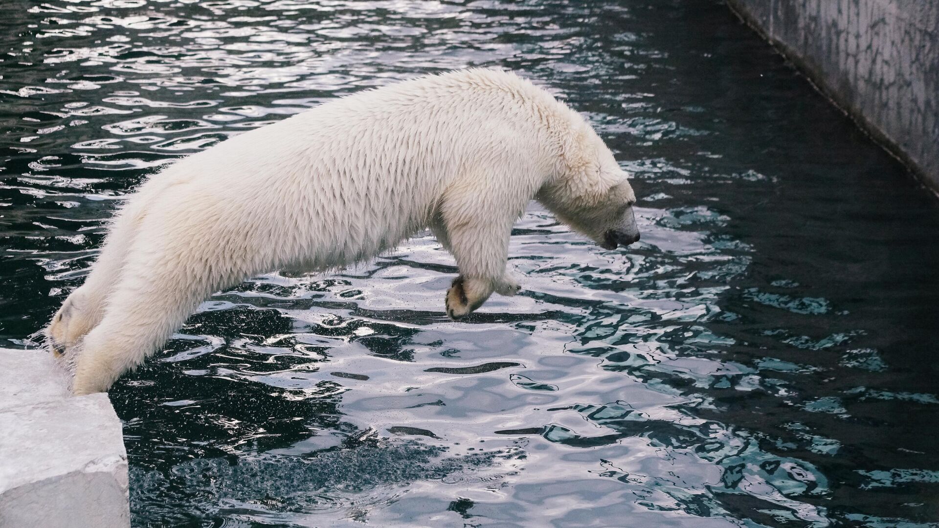 Белый медведь в Московском зоопарке - РИА Новости, 1920, 01.07.2024