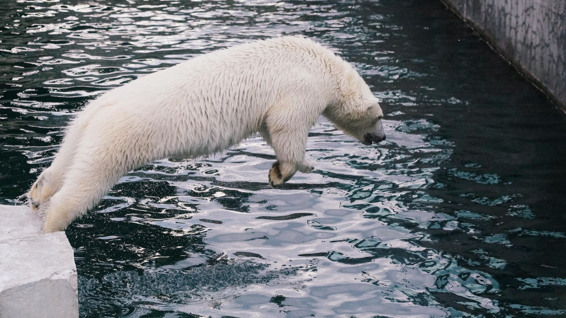 Белый медведь в Московском зоопарке - РИА Новости, 1920, 01.07.2024