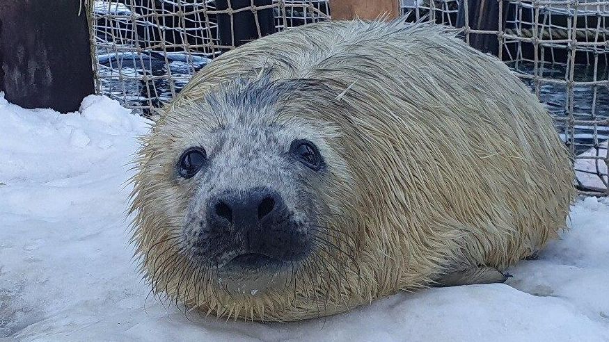 Новорожденный тюлень на акваполигоне Мурманского морского биологического института - РИА Новости, 1920, 08.02.2024