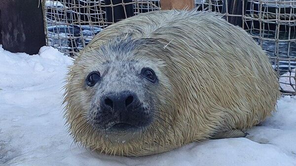 Новорожденный тюлень на акваполигоне Мурманского морского биологического института