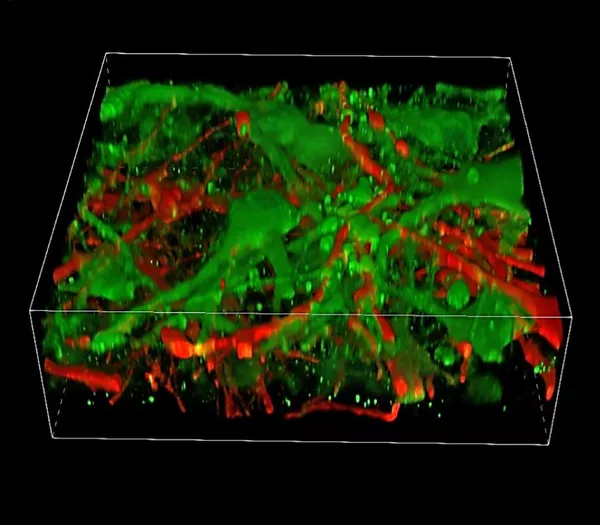 3D-реконструкция напечатанной ткани мозга. Клетки разных слоев мечены зеленым и красным маркерами
