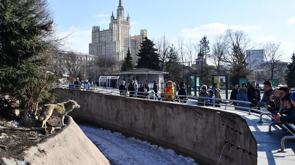 В Московском зоопарке уличного кота спасли из вольера с волками