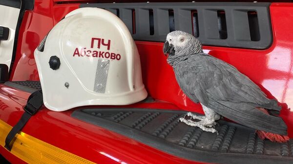 Попугай Жорик в пожарной части в селе Абзаково Белорецкого района