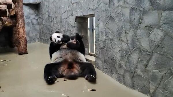 Маленькая панда Катюша с мамой