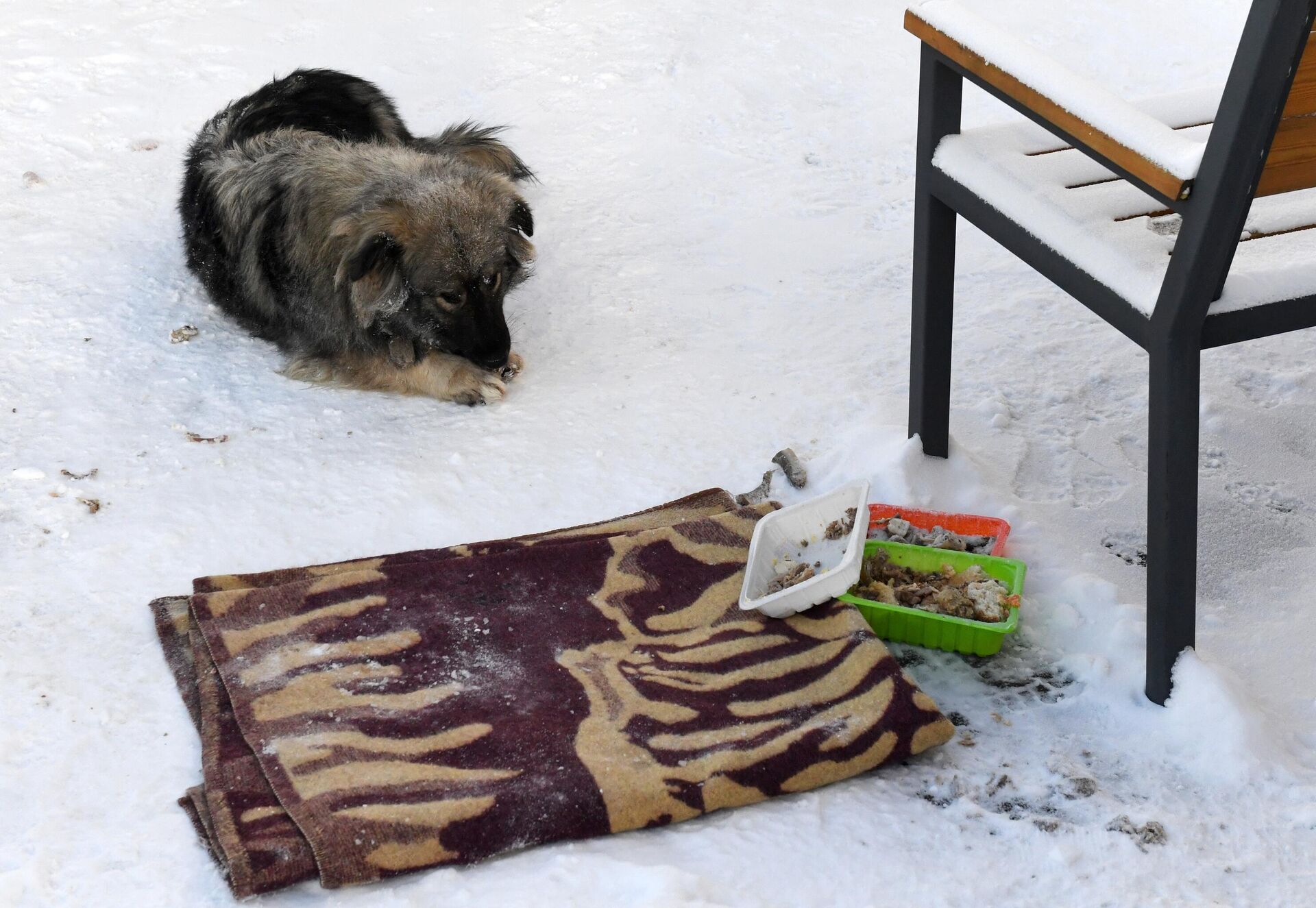 Бездомная собака, которую подкармливают местные жители, во дворе жилого дома - РИА Новости, 1920, 13.02.2024