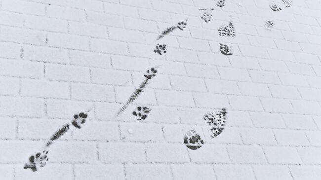 Следы на земле после снегопада