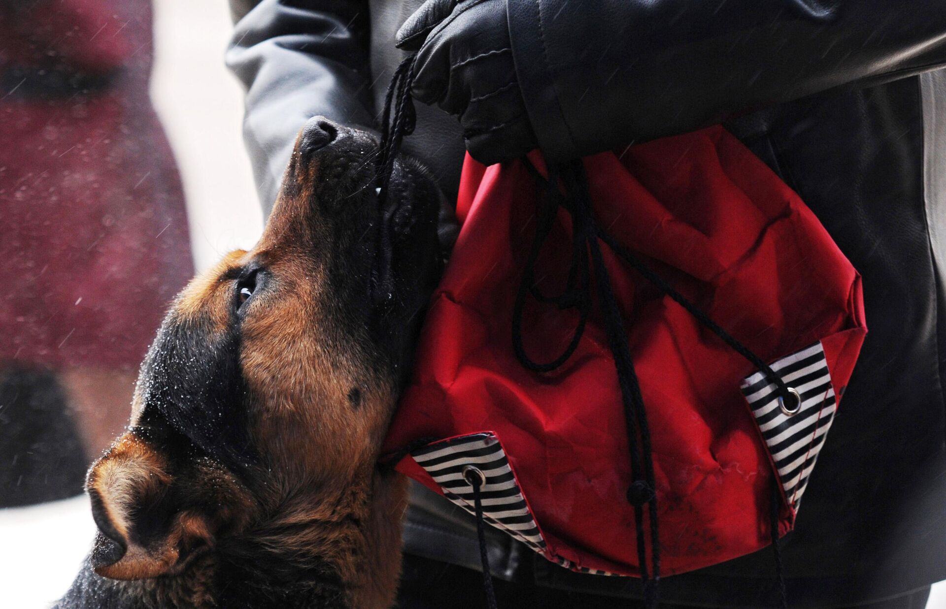 Бездомная собака отнимает сумку у прохожей - РИА Новости, 1920, 09.04.2024