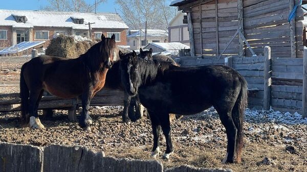 Фермер из Иркутской области разводит лошадей благодаря гранту Агростартап