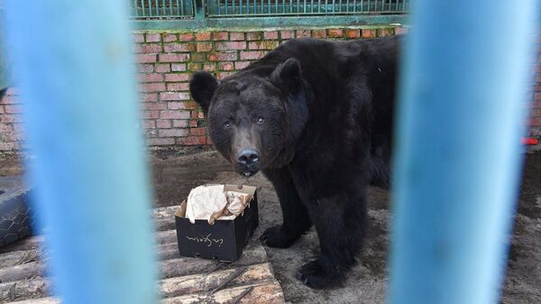 Спасенный из Донбасса бурый медведь Гром в центре воспроизводства редких видов животных Московского зоопарка