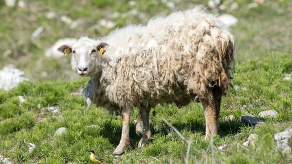 Овца на выгоне на ферме