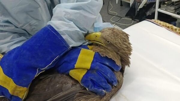 Краснокнижный орлан-белохвост с огнестрельным ранением в Хабаровске 