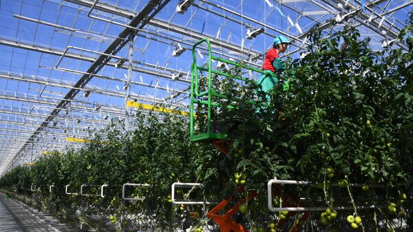 Сотрудница тепличного комплекса по выращиванию овощей  в Приморском крае подвязывает помидоры