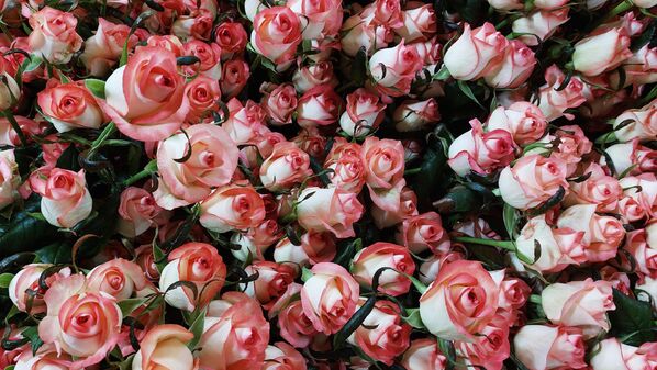 Каждый день розы, выращенные в комплексе, радуют своих обладательниц по всей России