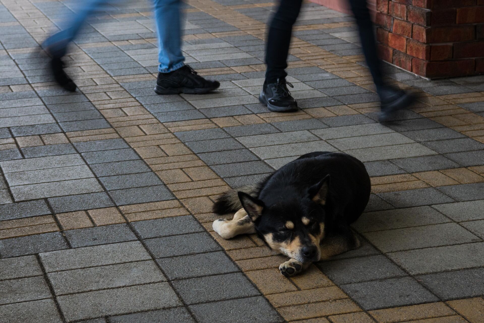 Бездомная собака на одной из улиц в Сочи - РИА Новости, 1920, 21.02.2024