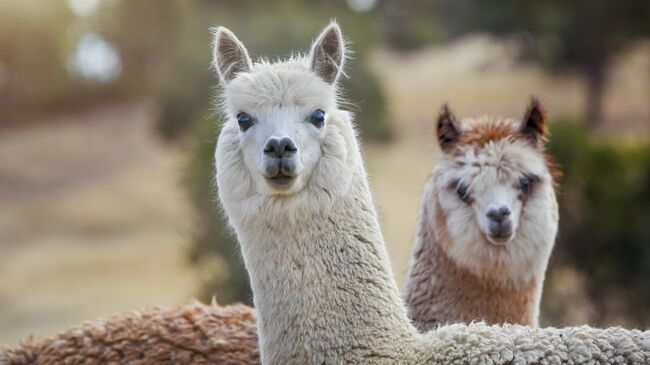 Альпаки