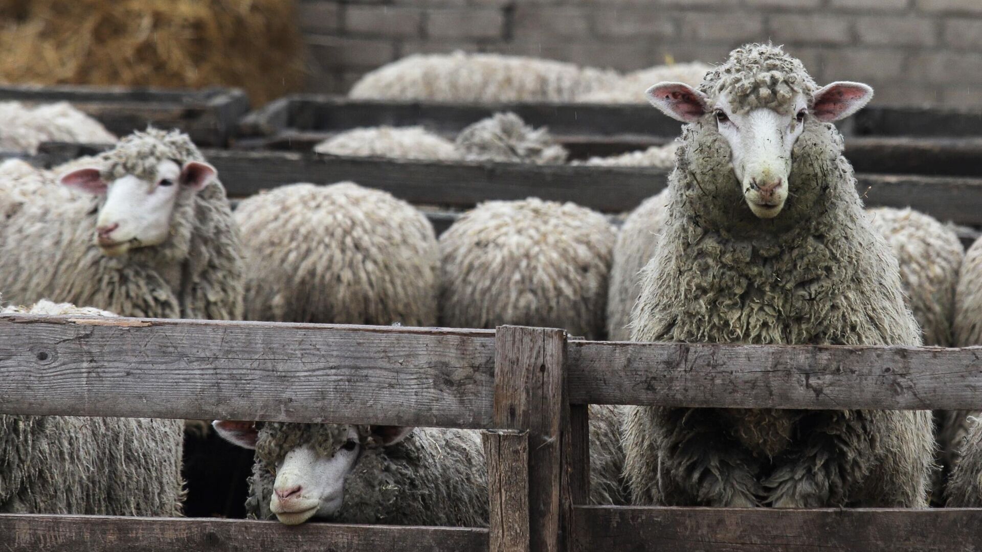 Овцы - РИА Новости, 1920, 11.08.2025