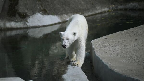 Белой медведице Айке из Московского зоопарка подарили необычный торт
