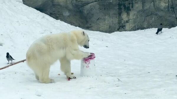 Белая медведица по кличке Айка в Московском зоопарке