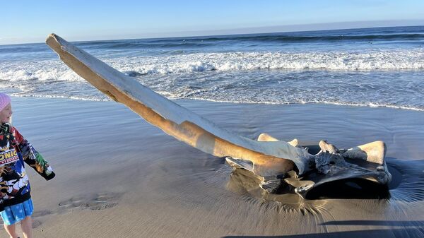 Гигантский череп на пляже Pajaro Dunes в Калифорнии, США
