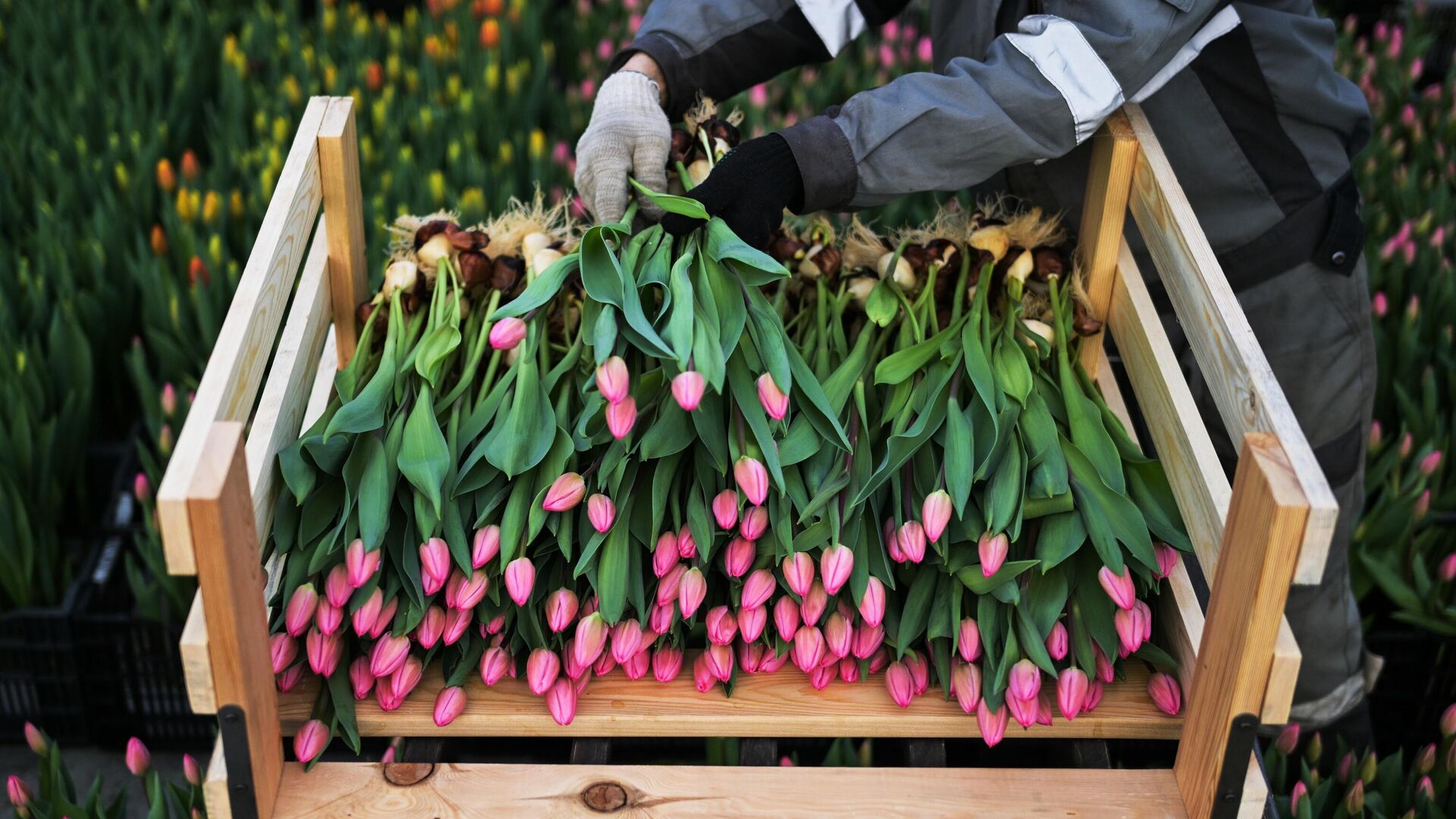 Сотрудница сортирует свежесрезанные тюльпаны в преддверии праздника 8 Марта - РИА Новости, 1920, 03.03.2024