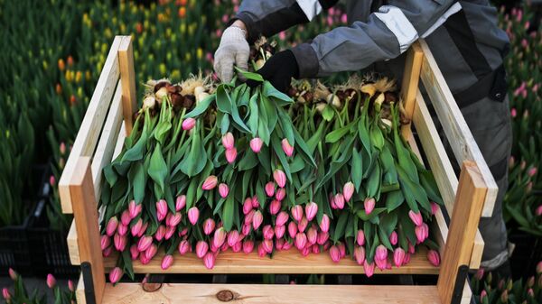 Сотрудница сортирует свежесрезанные тюльпаны в преддверии праздника 8 Марта