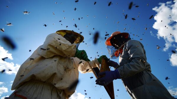 Пчеловоды собирают мед на пасеке в Новгородской области
