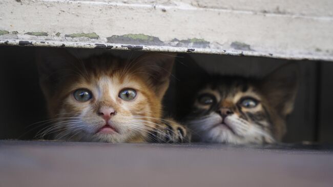 Бездомные котята