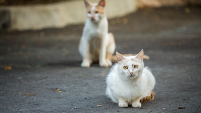 Бездомные коты