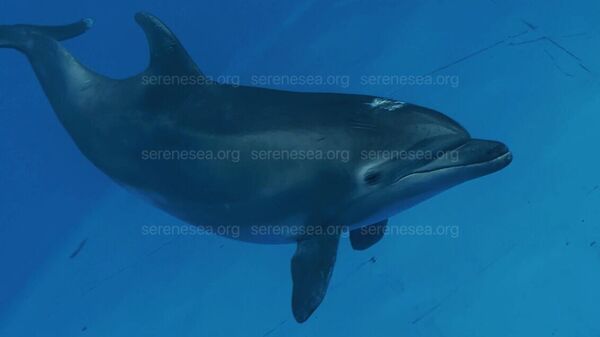Дельфин - афалина, перевезенный в карантинный бассейн в крымском центре спасения дельфинов Безмятежное море