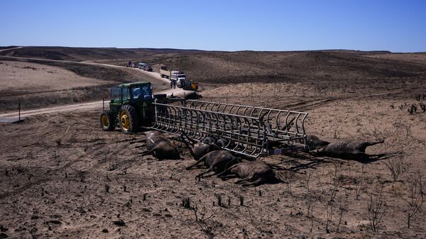 Владельцы ранчо вывозят скот, погибший в результате пожара в штате Техас. 1 марта 2024