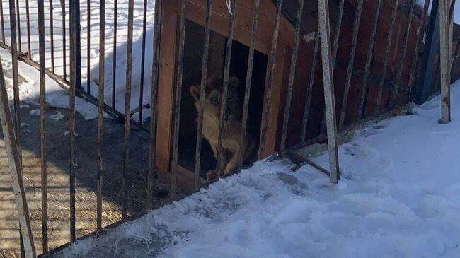 Лев в вольере на территории одной из организаций Ленинского района Саратова 