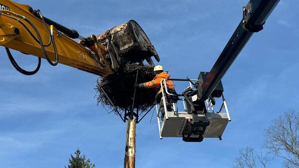 Дорожники перенесли гнездо аистов со старого дерева на новую опору в Ленинградской области в связи с капремонтом федеральной трассы Р-23