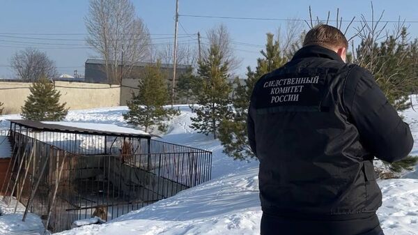 Сотрудник СК РФ на территории одного из предприятий Саратова, где содержится в вольере лев