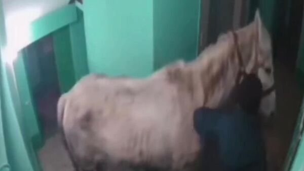 В Кузбассе мужчина завел в подъезд коня. Кадры с камеры видеонаблюдения