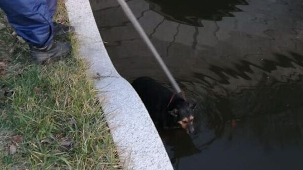 Сотрудники поисково-спасательного отряда вытащили тонущую собаку из фонтана “Голубой ручеёк” на Верхнем озере в Калининграде