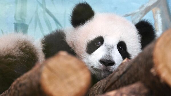 В Московском зоопарке рассказали, когда панда Катюша уедет в Китай