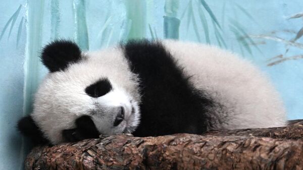 Посетителей, увидевших панду Катюшу спящей, попросили не расстраиваться