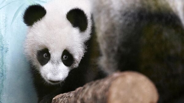 В Московском зоопарке панду Катюшу назвали счастливой и любопытной