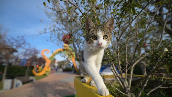 Кошка в парке развлечений Сочи Парк в поселке городского типа Сириус в Сочи