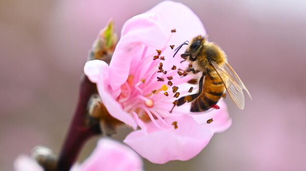 Пчела собирает пыльцу с цветка персикового дерева на территории эко-усадьбы семьи Горковенко в Крыму
