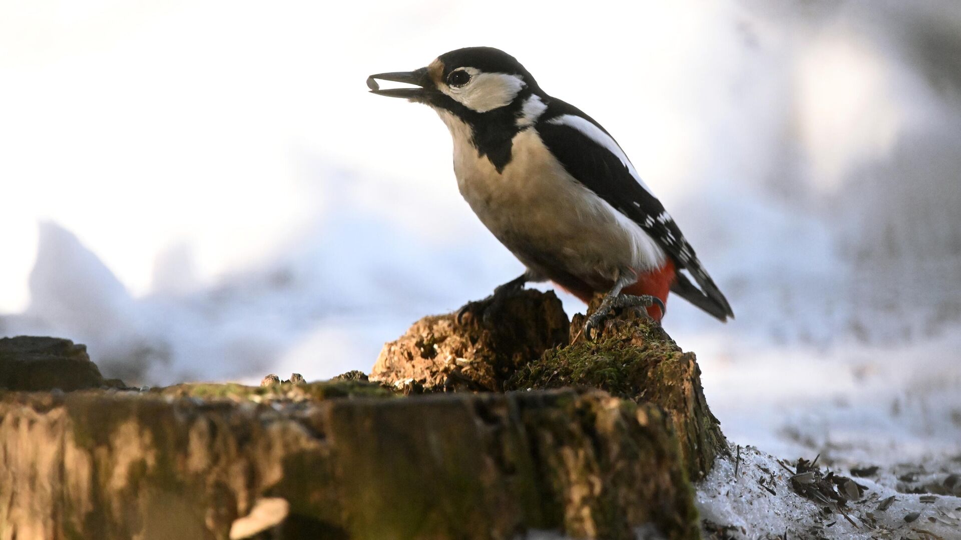 Дятел в лесопарке Балашихи - РИА Новости, 1920, 10.03.2025