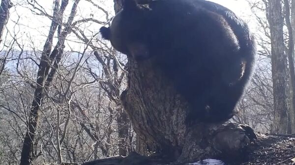 Проснувшийся медведь в нацпарке Земля леопарда в Приморье. Стоп-кадр видео