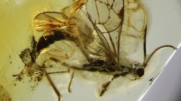 Новый род и вид древней осы, обнаруженный в образце балтийского янтаря