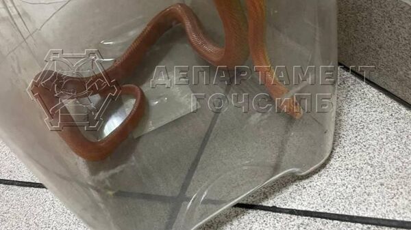 Змея, обнаруженная в квартире жилого дома и переданная в Департамент природопользования и охраны окружающей среды города Москвы