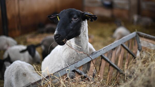 Овцы романовской породы на ферме