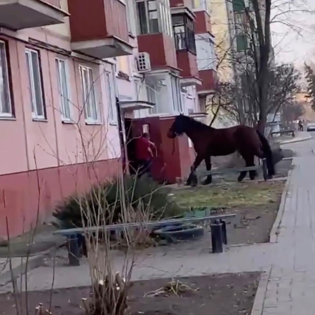 В Гомеле мужчина пытался завести коня в многоквартирный дом - РИА Новости,  18.03.2024