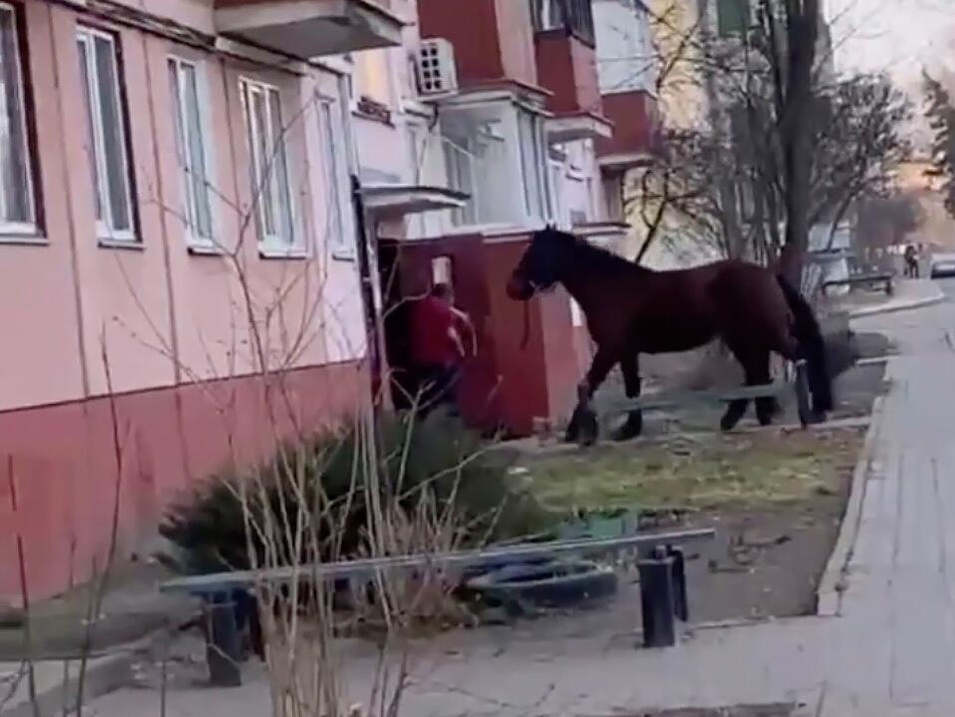 В Гомеле мужчина пытался завести коня в многоквартирный дом - РИА Новости,  18.03.2024