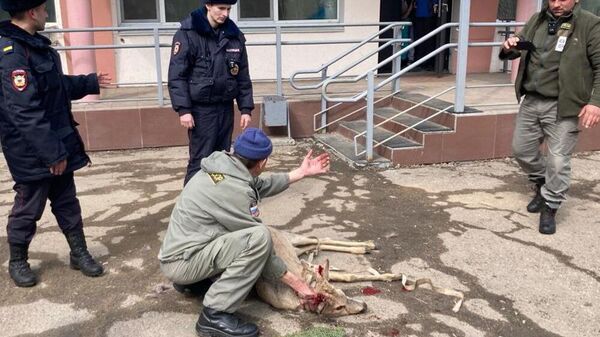 Сбитая косуля у поликлиники в Арсеньеве Приморского края