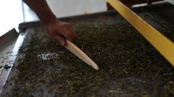 Обработка чайного листа на ленточном конвейере на чайной фабрике